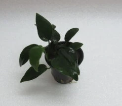 RARITÄT Anubias Nana 'bolang'