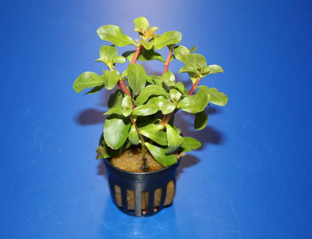 Kleine Cognac Pflanze / Ammania senegalensis (Ammannia) Kleine Cognac Pflanze / Ammania Senegalensis (Ammannia) -Wfw Wasserflora T309wf 1 1