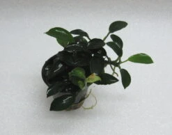 RARITÄT Kriechende Anubias / Anubias Nana 'paxing'