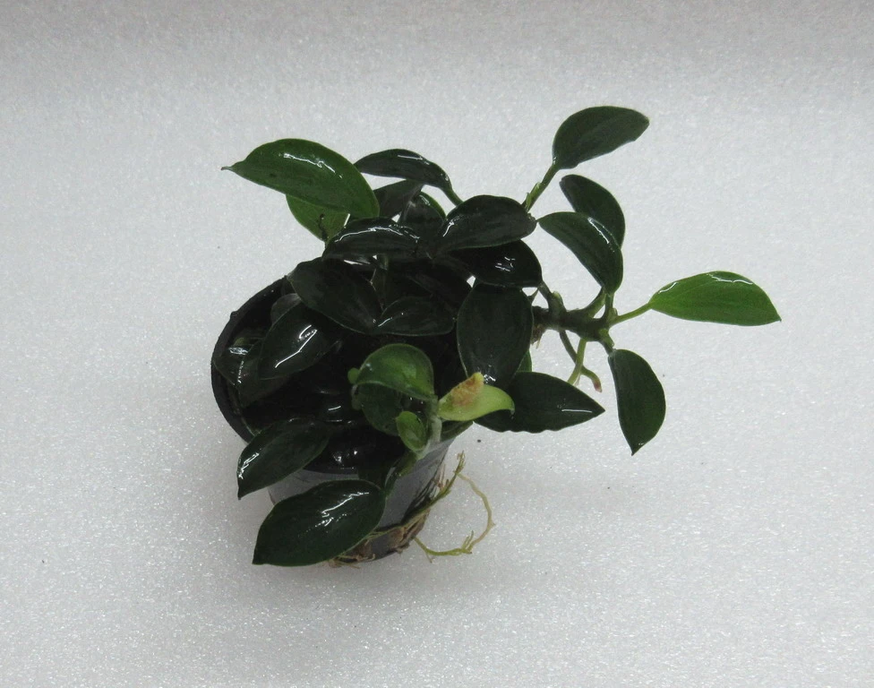 RARITÄT Kriechende Anubias / Anubias nana 'paxing' RARITÄT Kriechende Anubias / Anubias Nana 'paxing' -Wfw Wasserflora T312wf 1 1