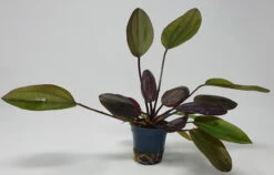 Kirschrote Schwertpflanze / Echinodorus Aflame 3 Kirschrote Schwertpflanze / Echinodorus Aflame -Wfw Wasserflora T313wf 1 4