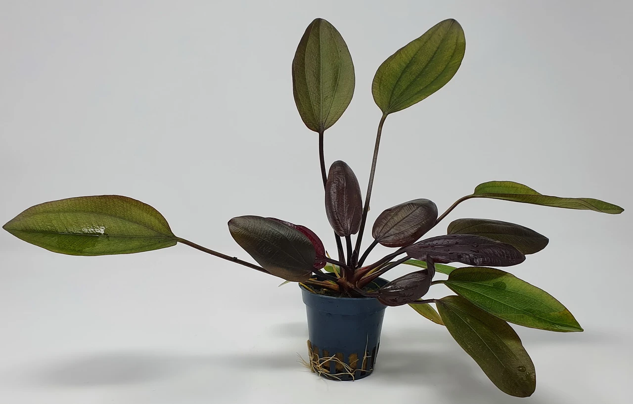 Kirschrote Schwertpflanze / Echinodorus aflame Kirschrote Schwertpflanze / Echinodorus Aflame -Wfw Wasserflora T313wf 1 4