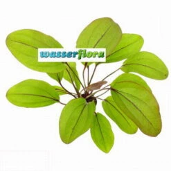 Auge Des Teufels / Echinodorus Devils Eye