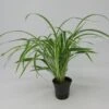 Zebragras - Grünlilie / Chlorophytum Bichetii Im Topf -Wfw Wasserflora T315DE 1 1
