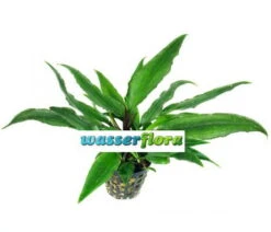 Thwaites' Lagenandra / Lagenandra Thwaitesii