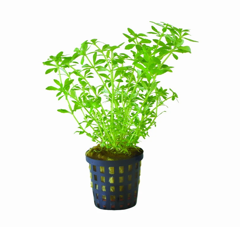 Vietnam Sumpffreund / Limnophila sp. Vietnam mini Vietnam Sumpffreund / Limnophila Sp. Vietnam Mini -Wfw Wasserflora T317wf 1 1