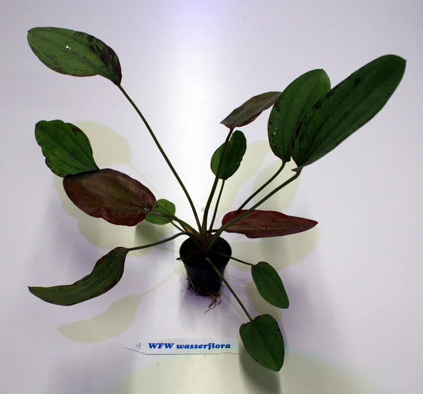 Indianer Schwertpflanze / Echinodorus 'Indian Red' Indianer Schwertpflanze / Echinodorus 'Indian Red' -Wfw Wasserflora T318wf 1 1