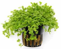 Monte-Carlo Zwergperlkraut / Micranthemum Spec. 'Monte Carlo' -Wfw Wasserflora T319SG 1 4