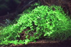 Monte-Carlo Zwergperlkraut / Micranthemum Spec. 'Monte Carlo' -Wfw Wasserflora T319SG 1 6