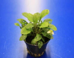 Ranalisma Rostratum - Kleiner, Hellgrüner Bodendecker *** RARITÄT*** -Wfw Wasserflora T320wf 1 2