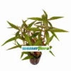 Kleines Papageienblatt / Alternanthera Reineckii Im Topf -Wfw Wasserflora T321wf 1