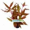 Rotes, Kleines Papageienblatt / Alternanthera Reineckii "cardinalis" -Wfw Wasserflora T322wf 1