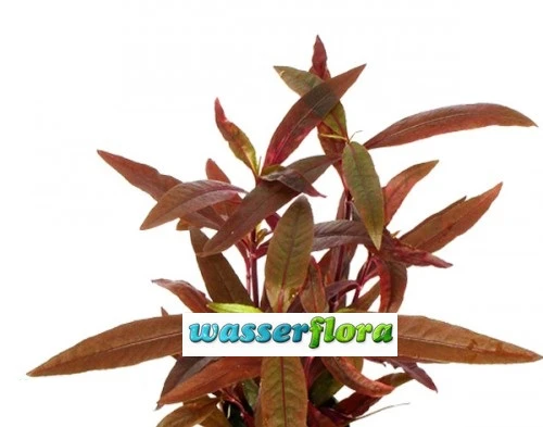 Sitzendes Papageienblatt / Alternanthera reineckii "sessilis" Sitzendes Papageienblatt / Alternanthera Reineckii "sessilis" -Wfw Wasserflora T323wf 1