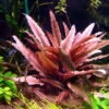 *** Top-Rarität *** Flamingo Wasserkelch / Cryptocoryne Spec. 'Flamingo' 1 *** Top-Rarität *** Flamingo Wasserkelch / Cryptocoryne Spec. 'Flamingo' -Wfw Wasserflora T330wf 1