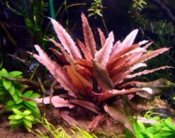 *** Top-Rarität *** Flamingo Wasserkelch / Cryptocoryne Spec. 'Flamingo'