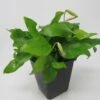 MUTTERPFLANZE Goldenes Zwergspeerblatt / Anubias Nana GOLD-BLATT -Wfw Wasserflora T337w 1 1