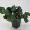 MUTTERPFLANZE Rundblättrige Anubias / Anubias Barteri Coin Leaf !!! -Wfw Wasserflora T338wf 1 1