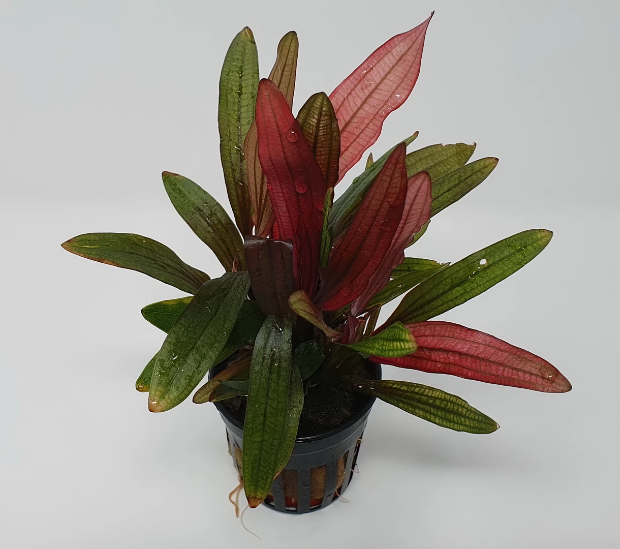 Rote Miracle Schwertpflanze / Echinodorus miracle - seltener Neuling Rote Miracle Schwertpflanze / Echinodorus Miracle - Seltener Neuling -Wfw Wasserflora T3404Km 1 2