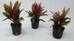 Rote Miracle Schwertpflanze / Echinodorus Miracle - Seltener Neuling 3 Rote Miracle Schwertpflanze / Echinodorus Miracle - Seltener Neuling -Wfw Wasserflora T3404Km 1 4