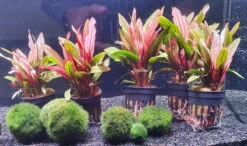 Rote Miracle Schwertpflanze / Echinodorus Miracle - Seltener Neuling 4 Rote Miracle Schwertpflanze / Echinodorus Miracle - Seltener Neuling -Wfw Wasserflora T3404Km 1 6