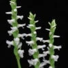 Grasartige Wasserorchidee - Sumpforchidee / Spiranthes Odorata (cernua) Im Topf -Wfw Wasserflora T4050SG 1 1