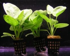 Kleiner Grüner Froschlöffel / Echinodorus Cordifolius Harbich