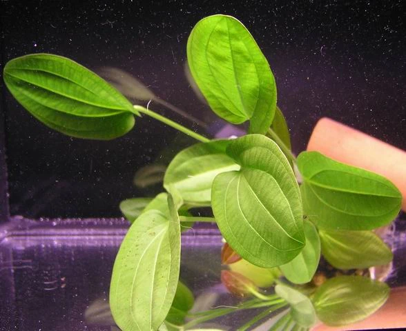 Rötlicher Froschlöffel harbig / Echinodorus harbich rot Rötlicher Froschlöffel Harbig / Echinodorus Harbich Rot -Wfw Wasserflora T416OK 1 1