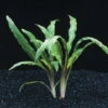 Weisslicher Wasserkelch / Cryptocoryne Costata Albida Rot *TOP-RARITÄT* 1 Weisslicher Wasserkelch / Cryptocoryne Costata Albida Rot *TOP-RARITÄT* -Wfw Wasserflora T423DE 1 3
