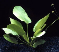 Schlüters Schwertpflanze / Echinodorus Schlueteri -Wfw Wasserflora T425OK 1 2