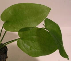 Schlüters Schwertpflanze / Echinodorus Schlueteri -Wfw Wasserflora T425OK 1 3