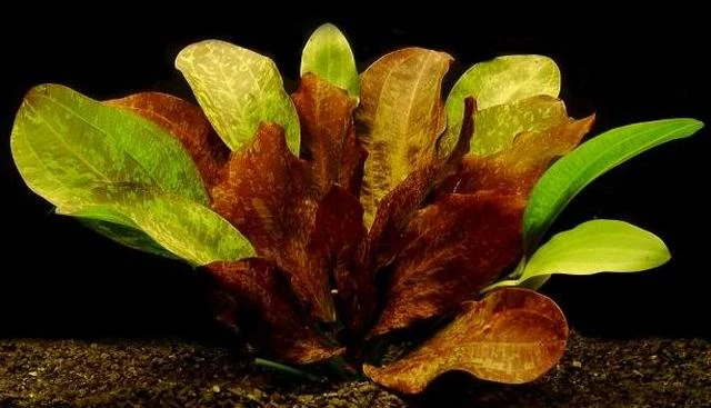 Rot geflammte Schwertpflanze / Echinodorus red flame Rot Geflammte Schwertpflanze / Echinodorus Red Flame -Wfw Wasserflora T450OK 1 2