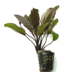 Intensiv Wein-rote Echinodorus Regine Hildebrandt -Wfw Wasserflora T457OK 1 2