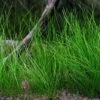 Nadelsimse / Eleocharis Acicularis Im Topf -Wfw Wasserflora T480OK 1