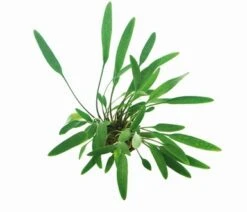 Glänzender Wasserkelch / Cryptocoryne Lucens