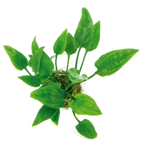 Herzblattwasserkelch / Cryptocoryne pontederifolia (pontederiifolia) Herzblattwasserkelch / Cryptocoryne Pontederifolia (pontederiifolia) -Wfw Wasserflora T652DE 1