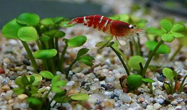 Zwergkleeblatt / Marsilea hirsuta Zwergkleeblatt / Marsilea Hirsuta -Wfw Wasserflora T681OK 1 1