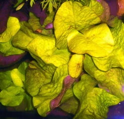 Kleinblättrige Zwerg-Seerose / Nymphaea Minuta Eine RARITÄT! -Wfw Wasserflora T757OK 1 3