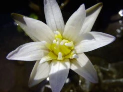 Kleinblättrige Zwerg-Seerose / Nymphaea Minuta Eine RARITÄT! -Wfw Wasserflora T757OK 1 4