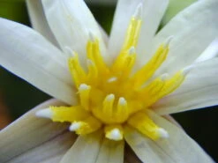 Kleinblättrige Zwerg-Seerose / Nymphaea Minuta Eine RARITÄT! -Wfw Wasserflora T757OK 1 5