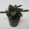 Bucephalandra Spec. ´Biblis Red´ Im Topf ***RARITÄT*** -Wfw Wasserflora T79SG 1 1