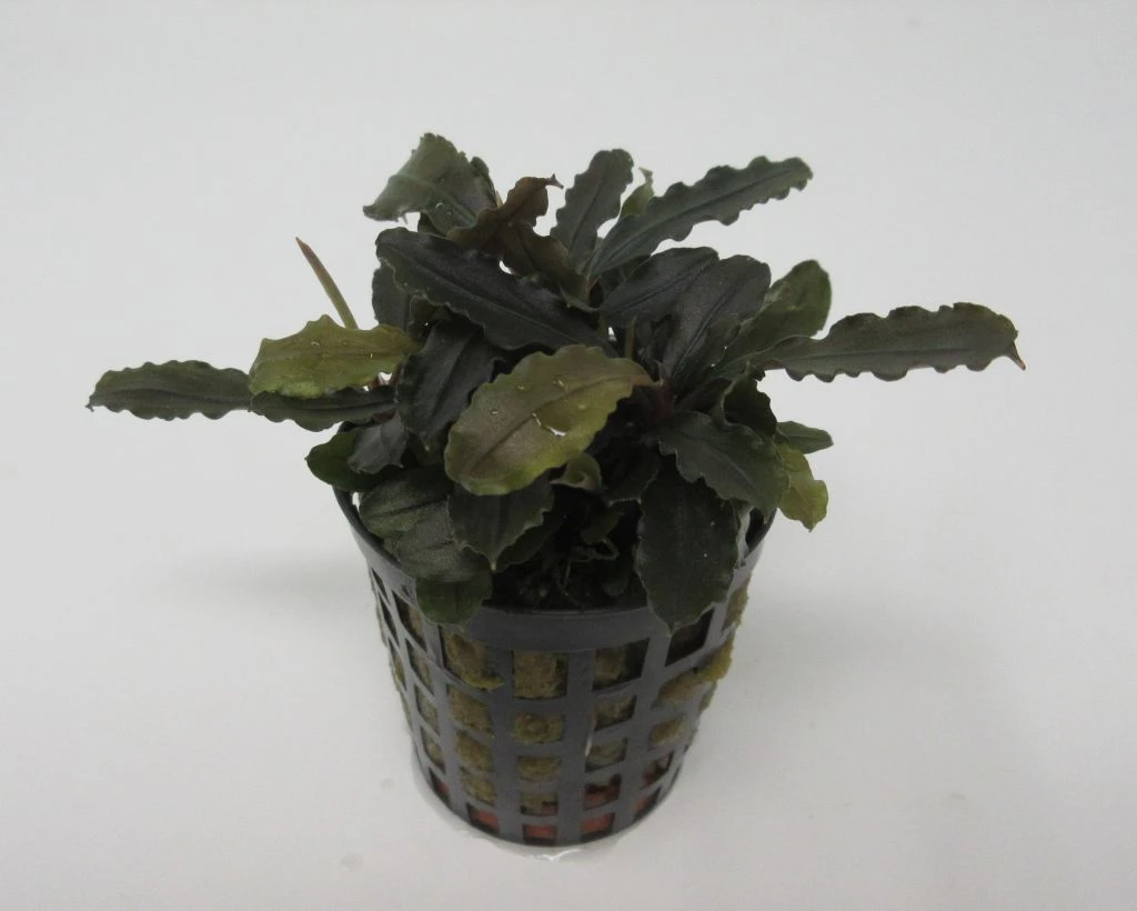 Bucephalandra spec. ´Biblis Red´ im Topf ***RARITÄT*** Bucephalandra Spec. ´Biblis Red´ Im Topf ***RARITÄT*** -Wfw Wasserflora T79SG 1 1