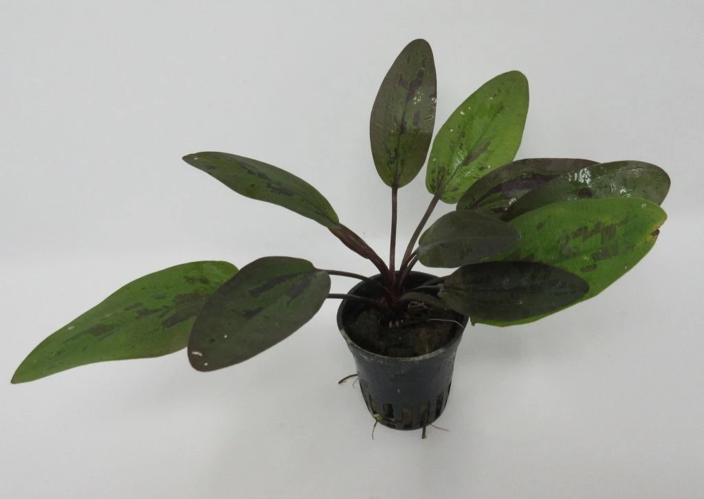 Rainers Felix Amazonas-Schwertpflanze / Echinodorus Rainers Felix Rainers Felix Amazonas-Schwertpflanze / Echinodorus Rainers Felix -Wfw Wasserflora T865SG 1 1