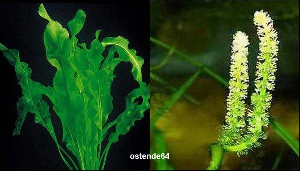 Madagaskar Wasserähre / Aponogeton ulvaceus Madagaskar Wasserähre / Aponogeton Ulvaceus -Wfw Wasserflora T999PP 1 1