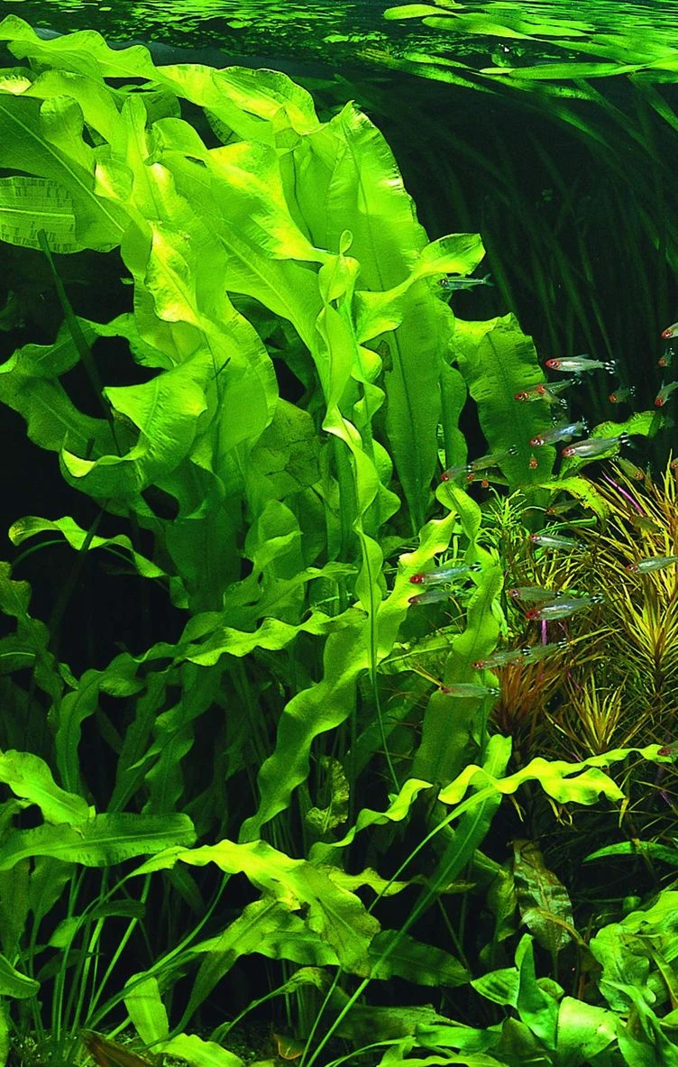 Madagaskar Wasserähre / Aponogeton ulvaceus Madagaskar Wasserähre / Aponogeton Ulvaceus -Wfw Wasserflora T999PP 1 2