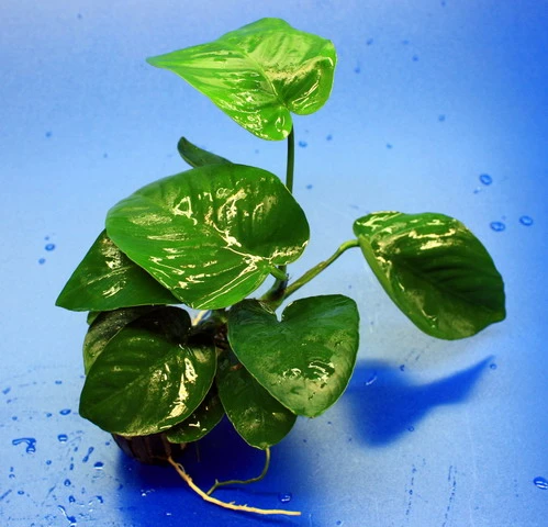 Breitblättriges Speerblatt / Anubias barteri var. barteri Breitblättriges Speerblatt / Anubias Barteri Var. Barteri -Wfw Wasserflora TA02PP 1 1