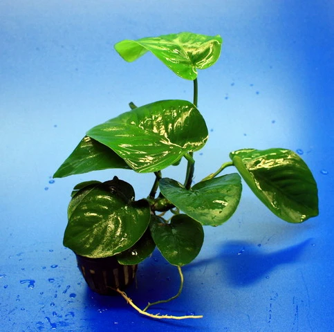 Breitblättriges Speerblatt / Anubias barteri var. barteri Breitblättriges Speerblatt / Anubias Barteri Var. Barteri -Wfw Wasserflora TA02PP 1 2