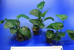 Breitblättriges Speerblatt / Anubias Barteri Var. Barteri 4 Breitblättriges Speerblatt / Anubias Barteri Var. Barteri -Wfw Wasserflora TA02PP 1 3