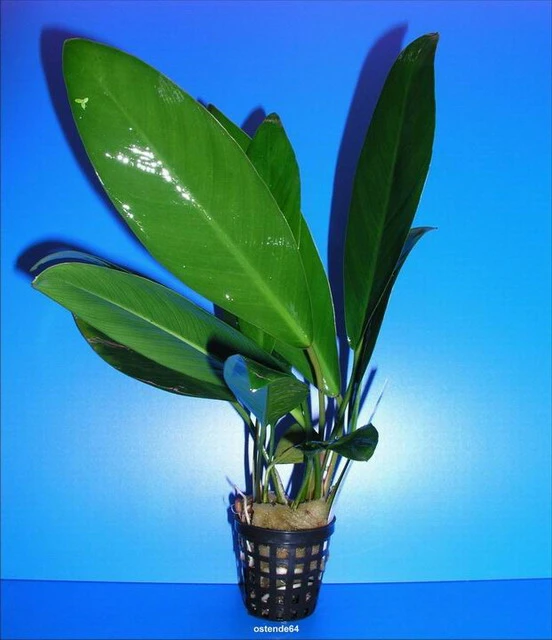 Kongo-Speerblatt / Anubias congensis Kongo-Speerblatt / Anubias Congensis -Wfw Wasserflora TA03PP 1 1