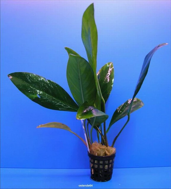 Kongo-Speerblatt / Anubias congensis Kongo-Speerblatt / Anubias Congensis -Wfw Wasserflora TA03PP 1 2