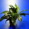 Kleines Speerblatt / Anubias Barteri Var. Glabra - Minima, Für Barsche Geeignet -Wfw Wasserflora TA04PP 1 2